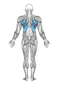 широчайшие   (латеральные) мышцы спины